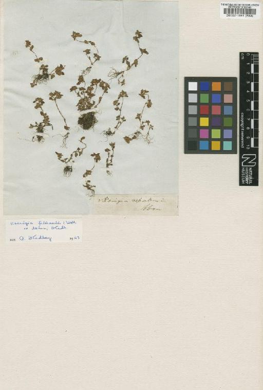 Koenigia nepalensis D.Don - BM000521991