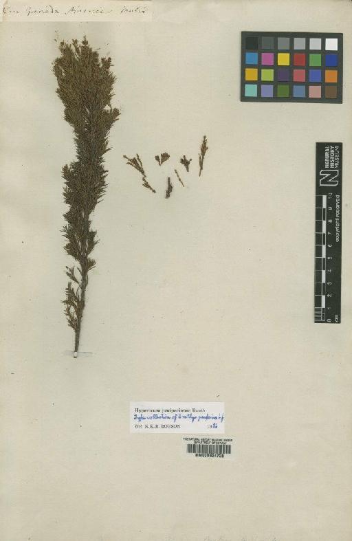 Hypericum juniperinum Kunth - BM000624728