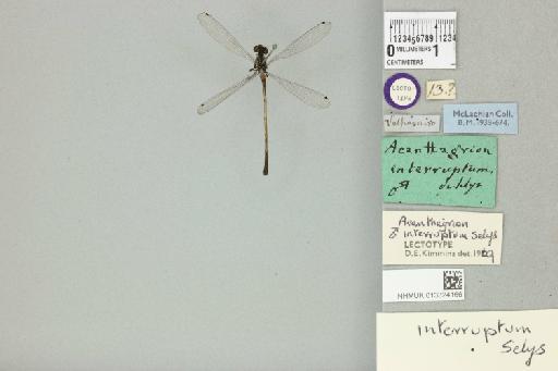 Acanthagrion interruptum Selys, 1876 - 013324166_dorsal