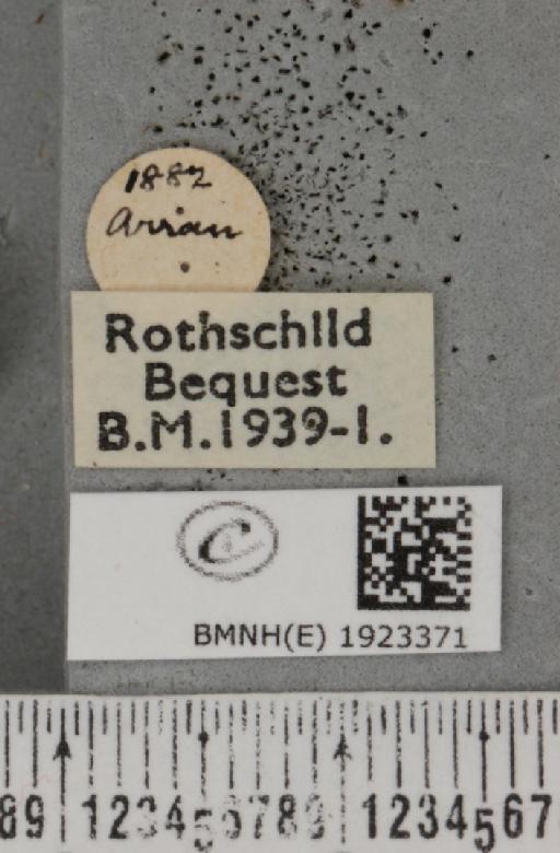 Ematurga atomaria (Linnaeus, 1758) - BMNHE_1923371_label_487954