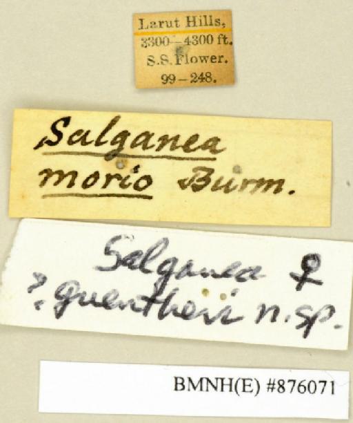 Salganea guentheri Roth, 1979 - Salganea guentheri Roth, 1979, female, paratype, labels. Photographer: Edward Baker. BMNH(E)#876071