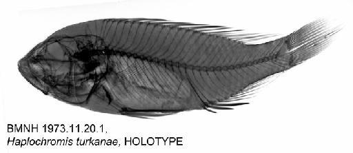 Haplochromis turkanae Greenwood, 1974 - BMNH 1973.11.20.1, Haplochromis turkanae, HOLOTYPE, Radiograph
