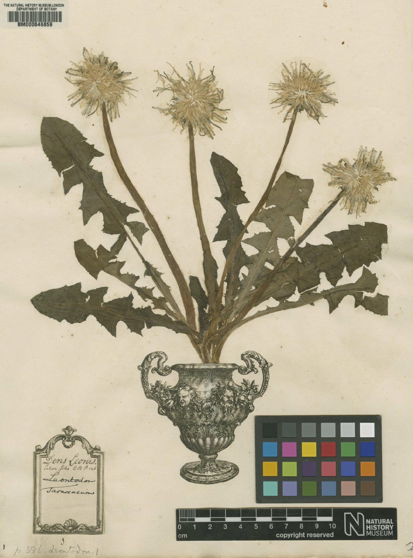 To NHMUK collection (Leontodon taraxacum L.; Original material; NHMUK:ecatalogue:4703361)