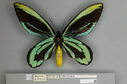 Ornithoptera alexandrae Rothschild, 1907 - 013602429__