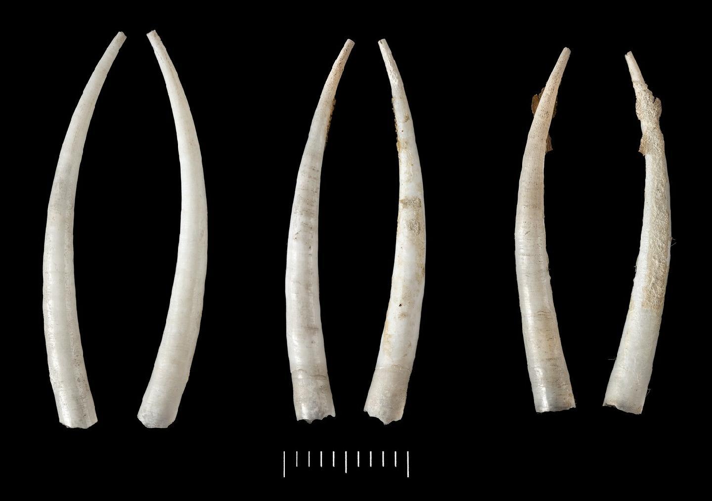 To NHMUK collection (Dentalium semipolitum Broderip & G. B. Sowerby I, 1829; SYNTYPE(S); NHMUK:ecatalogue:2438486)