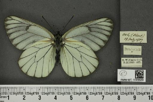 Aporia crataegi (Linnaeus, 1758) - BMNHE_1089920_69702