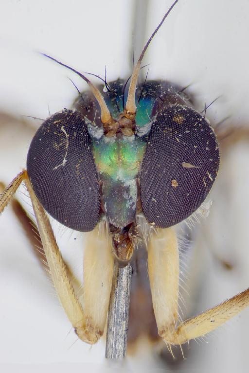 Chrysosoma bicolor Parent, 1937 - 010398017-Chrysosoma_bicolor-head2-32_0x