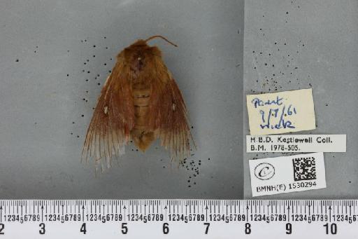 Lasiocampa quercus quercus (Linnaeus, 1758) - BMNHE_1530294_195633