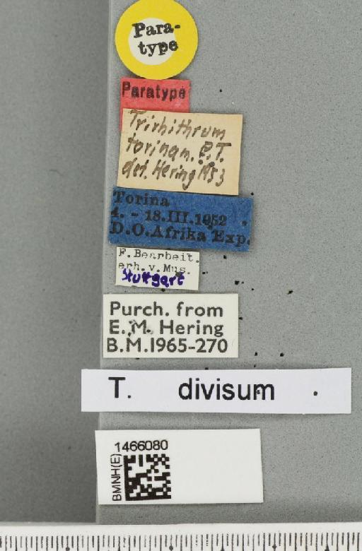 Trirhithrum torina Hering, 1954 - BMNHE_1466080_label_27302