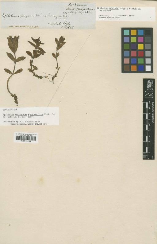 Epilobium australe Poepp. & Hausskn. ex Hausskn. - BM001008122