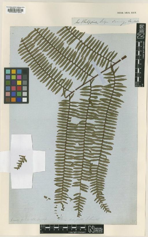 Pteris decussata J.Sm. - BM000592334