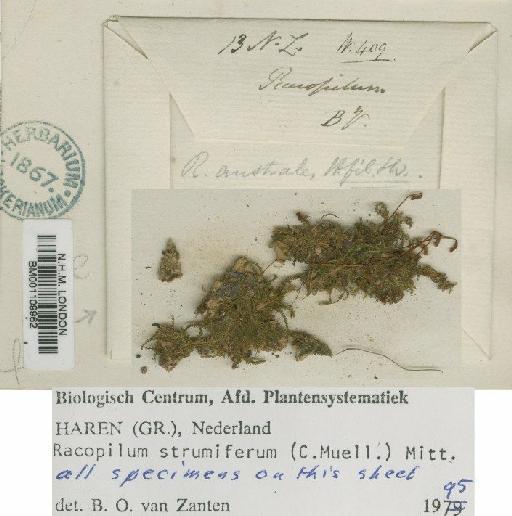 Racopilum strumiferum (Müll.Hal.) Mitt. - BM001109962