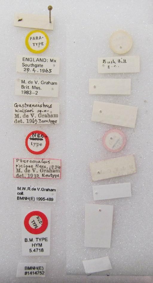 Gastrancistrus picipes (Nees, 1834) - Gastrancistrus picipes (Nees, 1834) #1414752 Hym Type 5.4718 labels