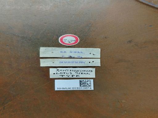Xanthonomus latus Steel, 1955 - Xanthinomus latus holotype labels(2)