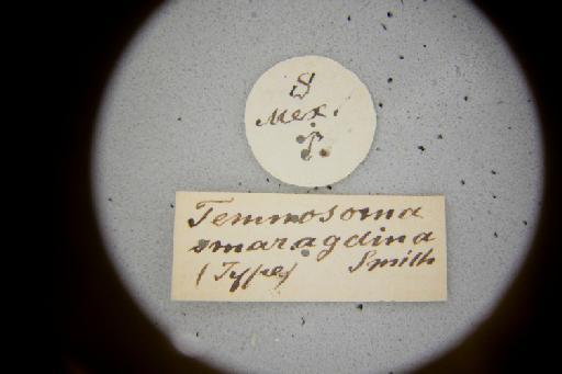 Temnosoma smaragdinum Smith, F., 1879 - Temnosoma_smaragdinum-NHMUK010264953-syntype-male-labels_1_2-front