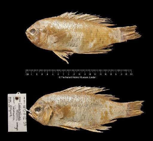 Callanthias allporti Günther, 1876 - BMNH 1875.11.12.38-39, LECTOTYPE & PARALECTOTYPE, Callanthias allporti