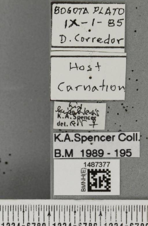 Liriomyza huidobrensis (Blanchard, E.E., 1926) - BMNHE_1487377_label_50316