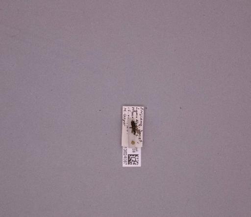 Sciomyzidae Macquart, 1846 - 013624087_235079_16757