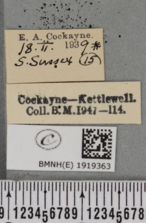Ematurga atomaria (Linnaeus, 1758) - BMNHE_1919363_label_485686