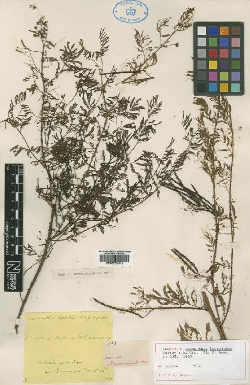 Desmanthus leptolobus Torr. & A.Gray - BM000799829