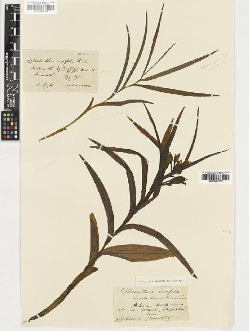 Cephalanthera longifolia (L.) Fritsch - BM000955025