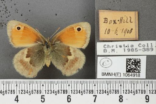 Coenonympha pamphilus (Linnaeus, 1758) - BMNHE_1064918_26182