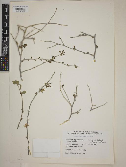 Grewia erythraea - BM013838688
