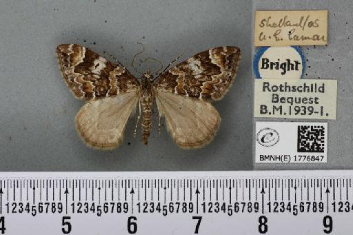 Dysstroma citrata pythonissata (Milliere, 1870) - BMNHE_1776847_353547