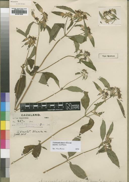 Haumaniastrum villosum (Benth.) Paton - BM000910032