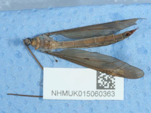 Tipula fulvipennis Walker, 1848 - 015060363_2