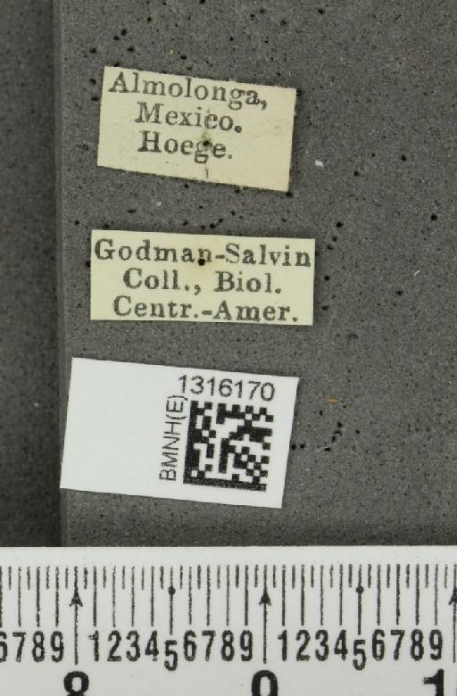 Leptinotarsa violacescens (Stål, 1859) - BMNHE_1316170_label_15751