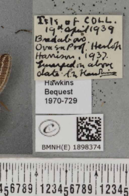 Lycia zonaria atlantica (Harrison, 1938) - BMNHE_1898374_label_491246