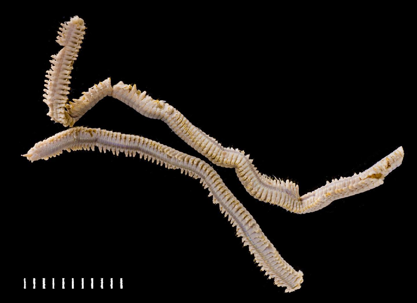 To NHMUK collection (Benhamipolynoe antipathicola (Benham, 1927); holotype; NHMUK:ecatalogue:3536275)