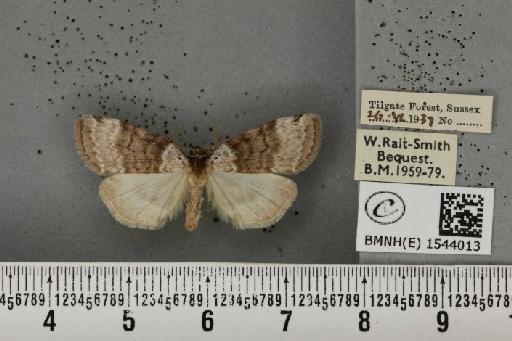 Tetheella fluctuosa (Hübner, 1803) - BMNHE_1544013_236633