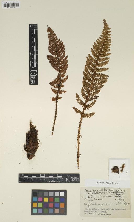 Polystichum papuanum C.Chr. - BM001048753