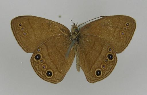 Euptychia innocentia Felder - BMNH(E)_ 1266962_Forsterinaria_(Euptychia)_innocentia_Felder & Felder_T_male_ (3)