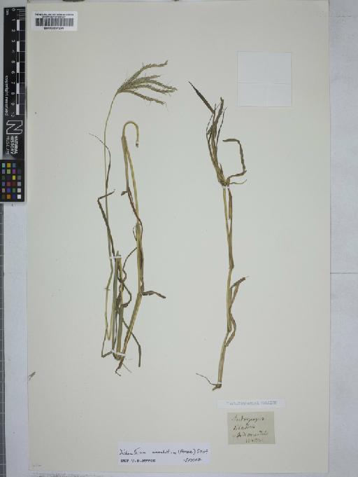 Dichanthium annulatum (Forssk.) Stapf - 000897294