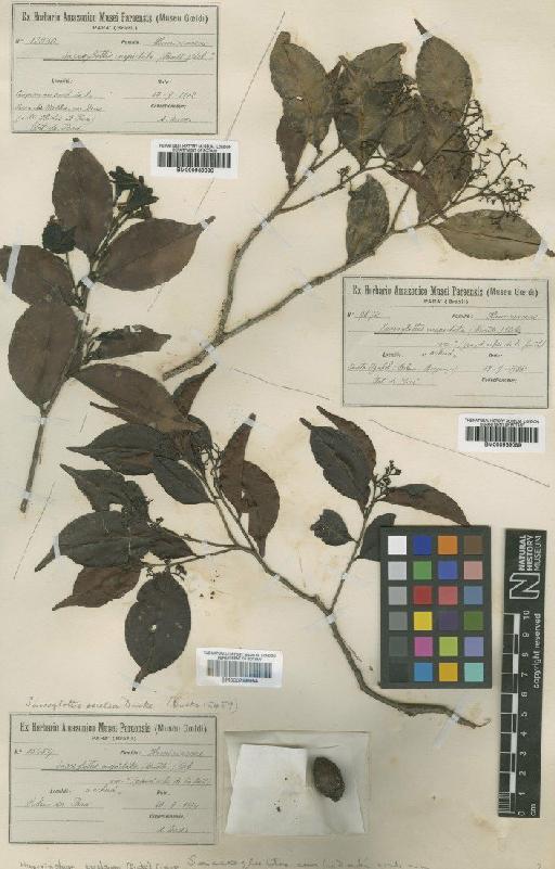 Humiriastrum excelsum (Ducke) Cuatrec. - BM000939090