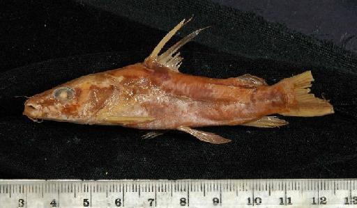 Chrysichthys ornatus Boulenger, 1902 - 1901.12.21.48-50c; Chrysichthys ornatus; lateral view; ACSI Project image