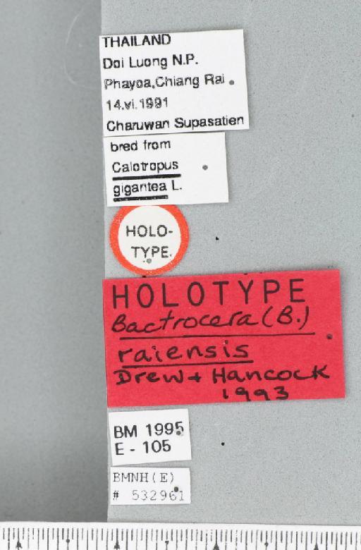 Bactrocera (Bactrocera) raiensis Drew & Hancock, 1994 - BMNHE_532961_label_33587