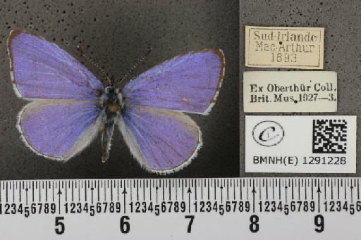 Celastrina argiolus britanna (Verity, 1919) - BMNHE_1291228_128666