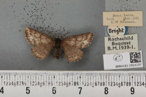 Ematurga atomaria ab. unicoloraria Staudinger, 1871 - BMNHE_1914737_487344