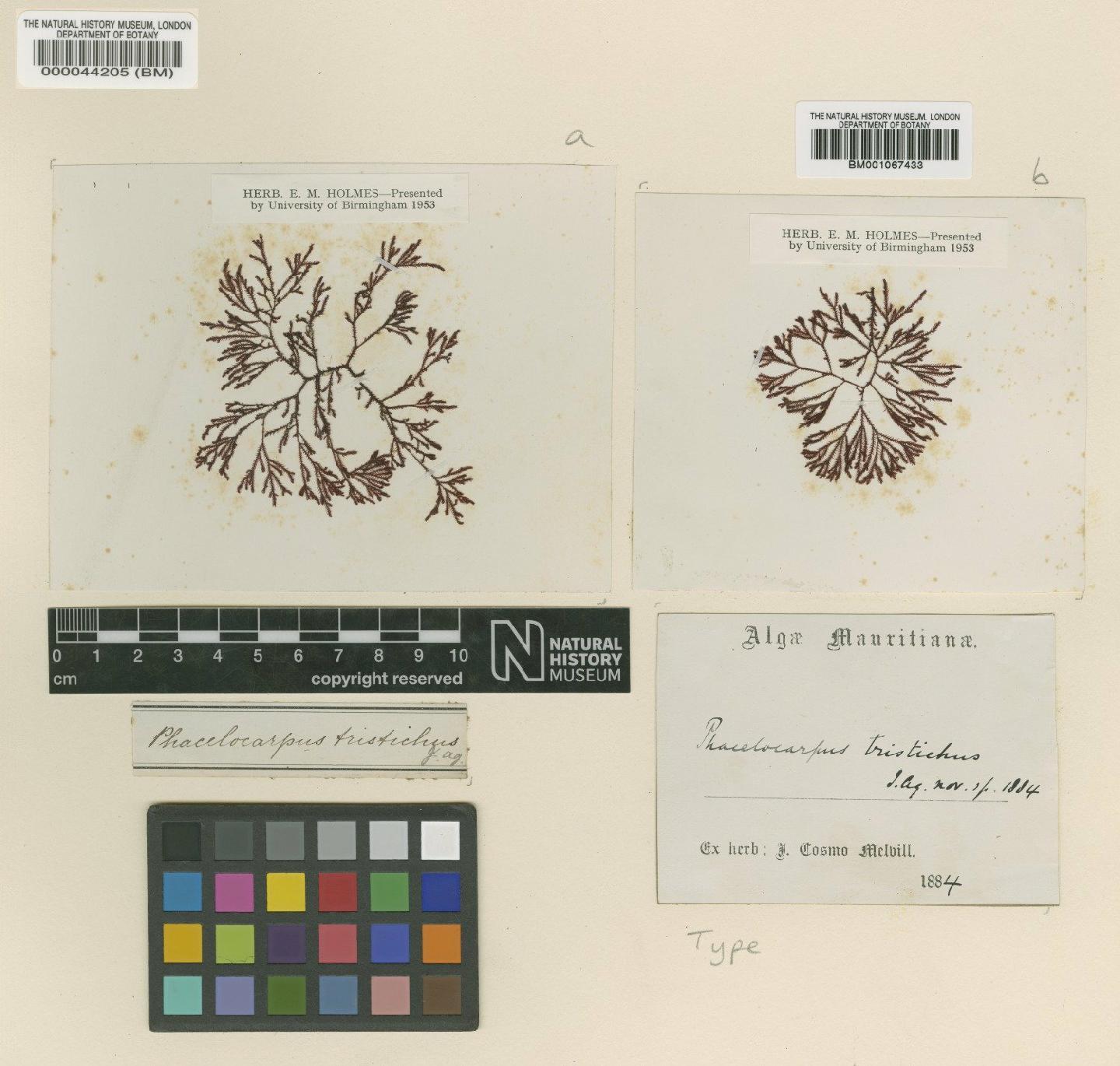 To NHMUK collection (Phacelocarpus tristichus J.Agardh; Syntype; NHMUK:ecatalogue:2288261)