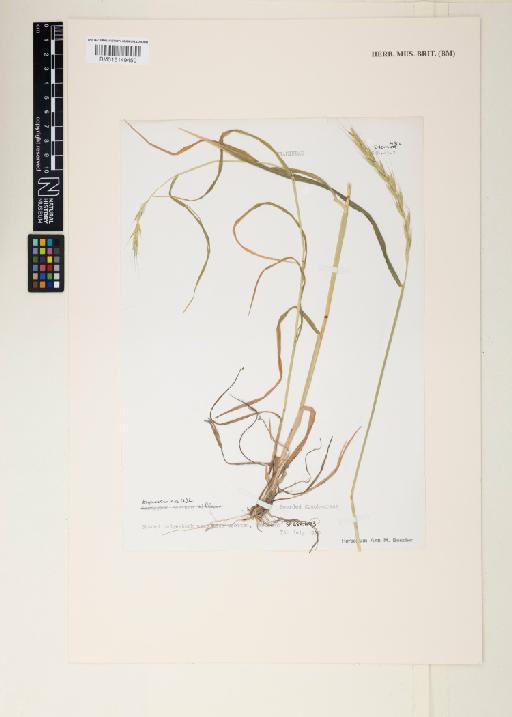 Elymus caninus (L.) L. - 015149450
