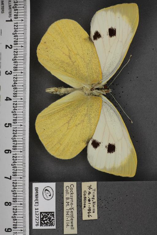 Pieris brassicae ab. fasciata Kiefer, 1918 - BMNHE_1127276_84414