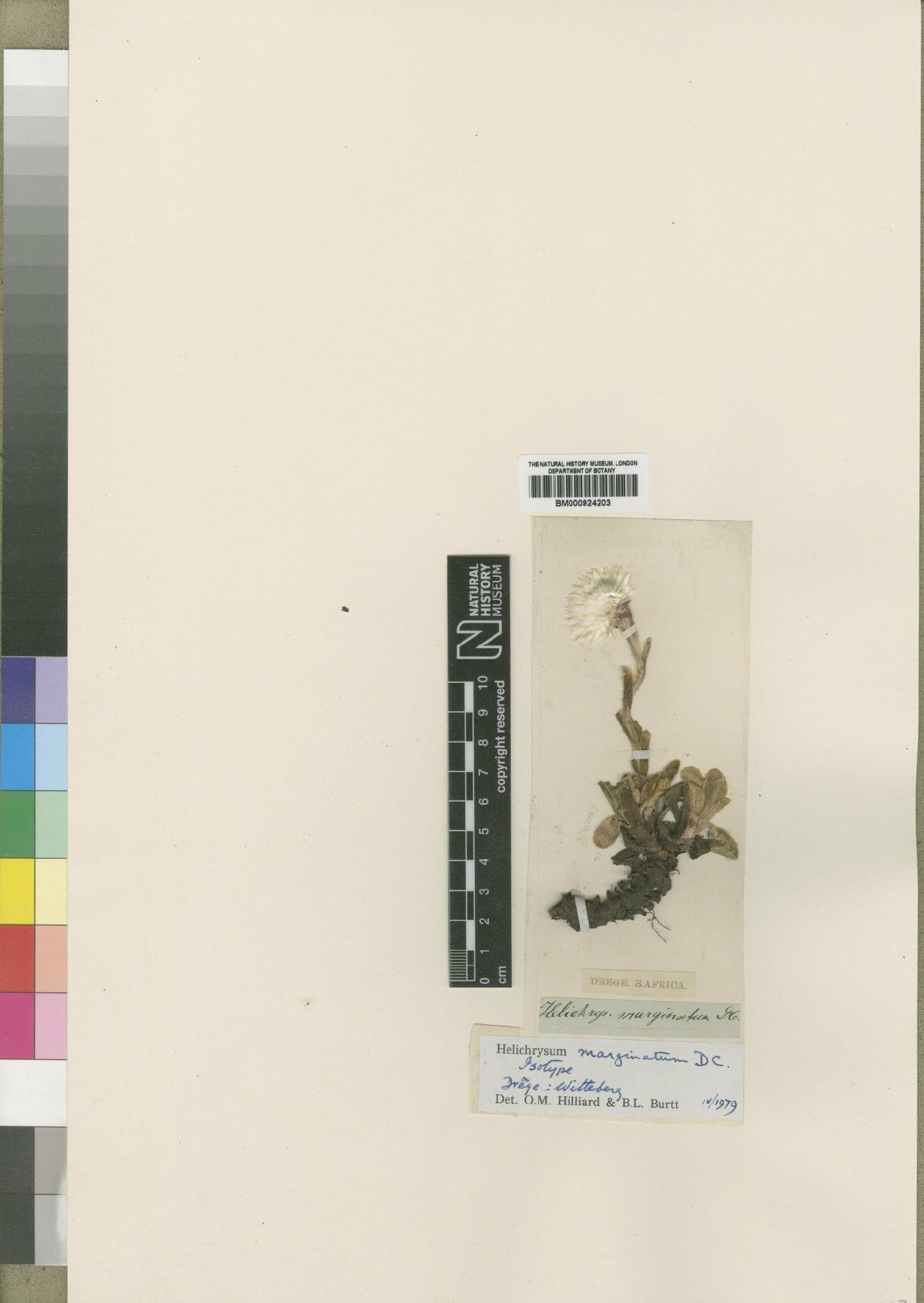 To NHMUK collection (Helichrysum marginatum DC.; Isotype; NHMUK:ecatalogue:4529231)