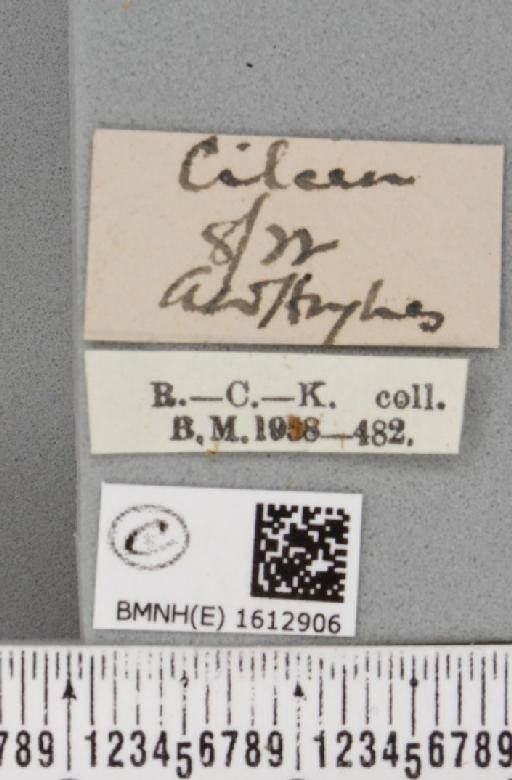 Scotopteryx chenopodiata ab. birgittae Nordström, 1940 - BMNHE_1612906_label_305667