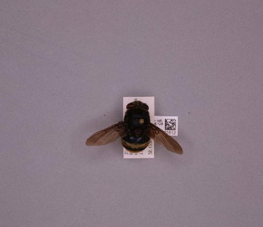Metacuterebra detrudatrix (Clark, 1848) - 013622512_235071_16757