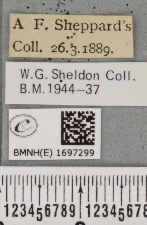 Nycteola revayana ab. cladodes Sheldon, 1919 - BMNHE_1697299_label_294253