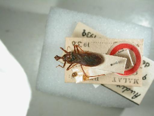 Audernaculus modestus Miller, N.C.E., 1941 - Hemiptera: Audernac Modestus Ht